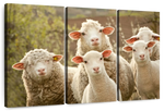 Stunned Sheep Wall Art