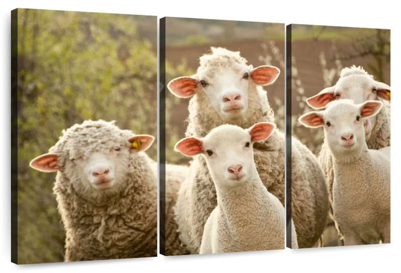 Stunned Sheep Wall Art