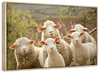 Stunned Sheep Wall Art