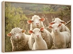Stunned Sheep Wall Art