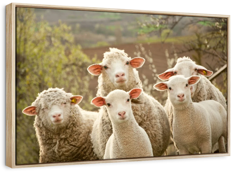 Stunned Sheep Wall Art