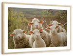 Stunned Sheep Wall Art