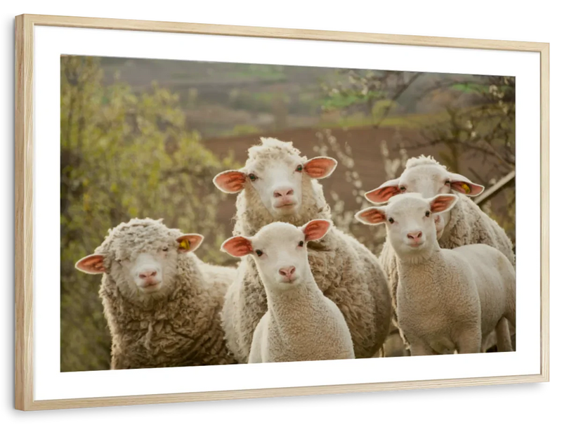 Stunned Sheep Wall Art