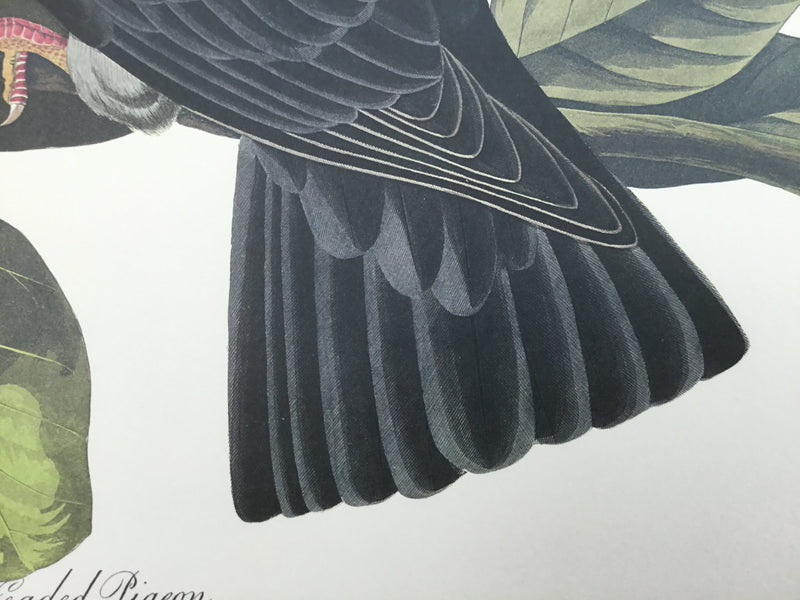 White-headed Pigeon