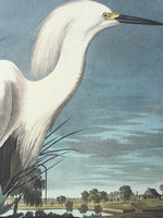 Snowy Egret