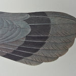 Band-tailed Pigeon