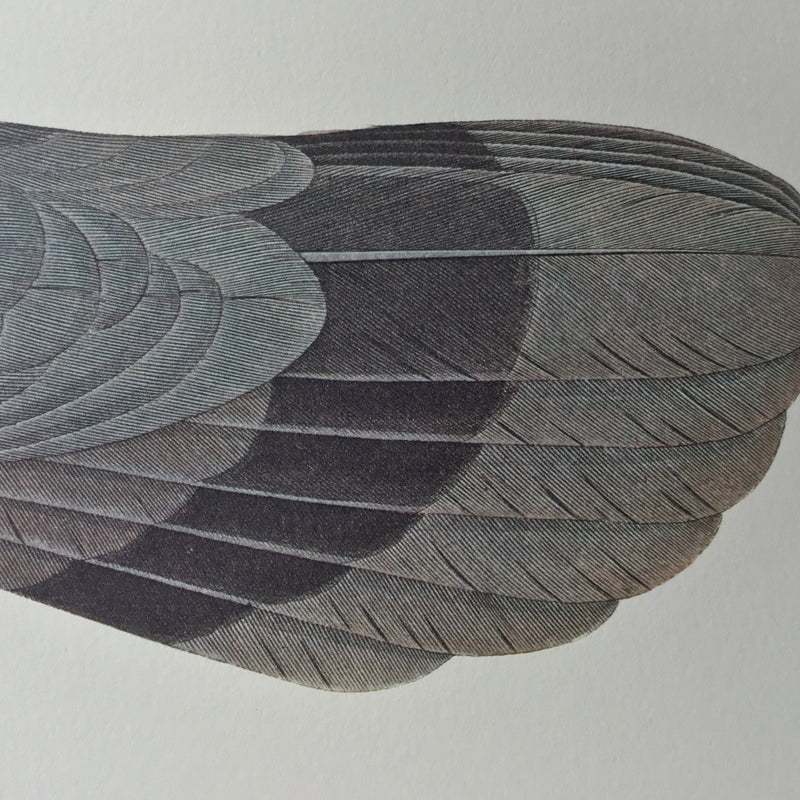 Band-tailed Pigeon