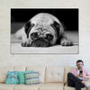 Sad Pug Wall Art