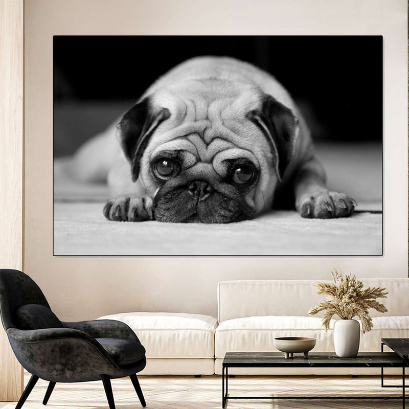 Sad Pug Wall Art