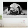Sad Pug Wall Art