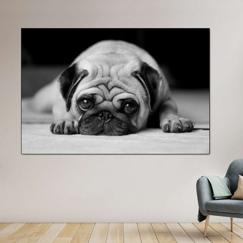 Sad Pug Wall Art