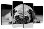 Sad Pug Wall Art