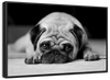 Sad Pug Wall Art