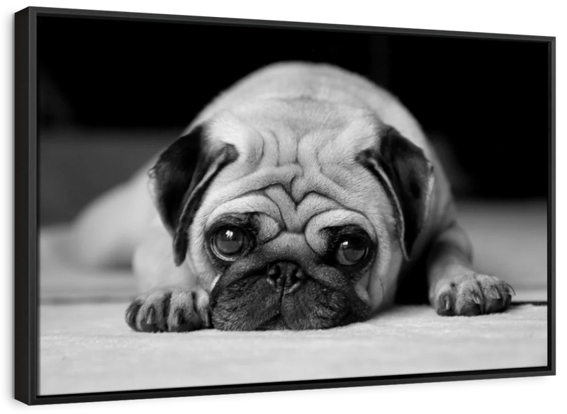 Sad Pug Wall Art