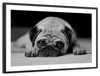 Sad Pug Wall Art