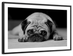 Sad Pug Wall Art