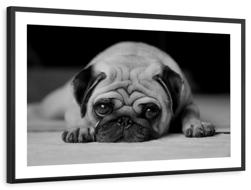 Sad Pug Wall Art
