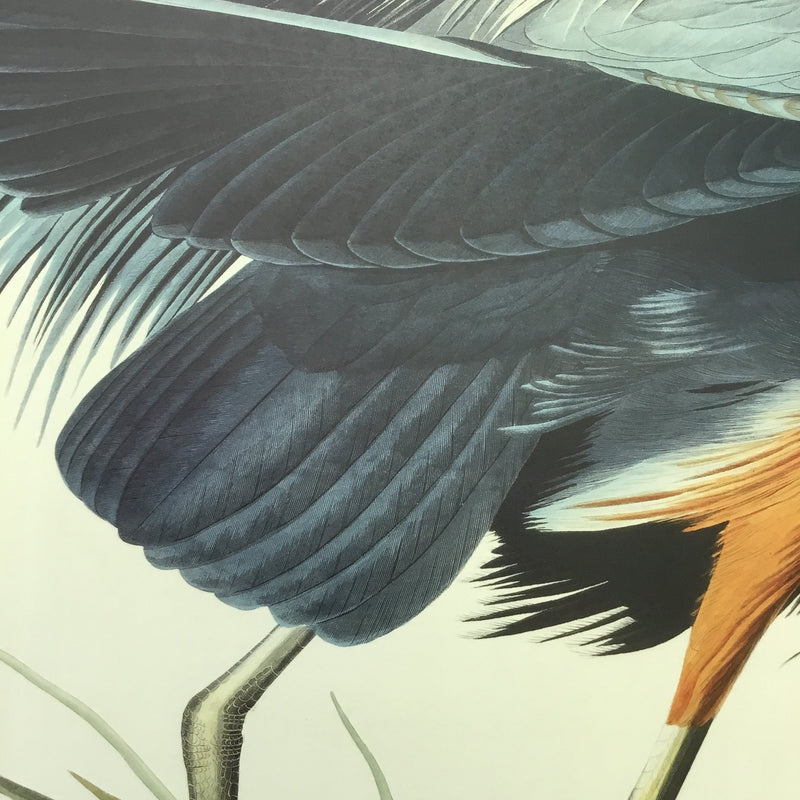 Great Blue Heron, 17 1/2 x 26 inches