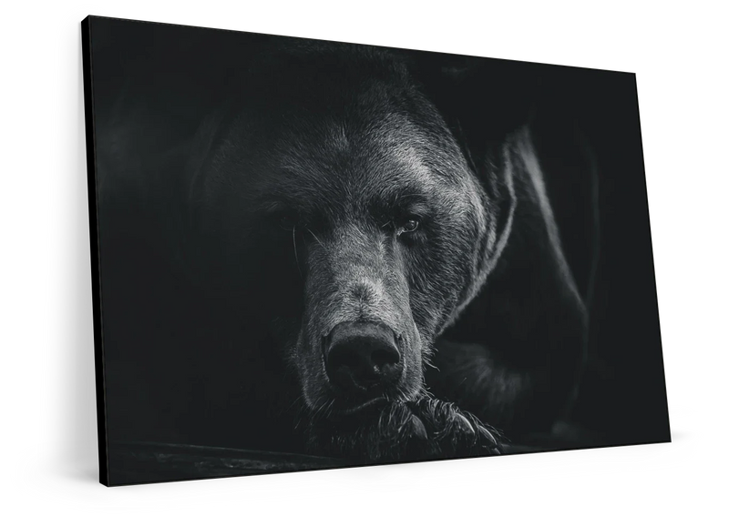Monochrome Brown Bear Wall Art