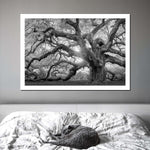 Monochrome Angel Oak Tree Wall Art