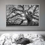 Monochrome Angel Oak Tree Wall Art