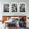 Monochrome Angel Oak Tree Wall Art