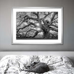 Monochrome Angel Oak Tree Wall Art