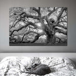 Monochrome Angel Oak Tree Wall Art
