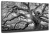 Monochrome Angel Oak Tree Wall Art