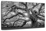 Monochrome Angel Oak Tree Wall Art