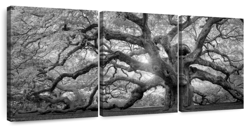 Monochrome Angel Oak Tree Wall Art