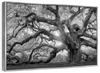 Monochrome Angel Oak Tree Wall Art