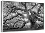 Monochrome Angel Oak Tree Wall Art