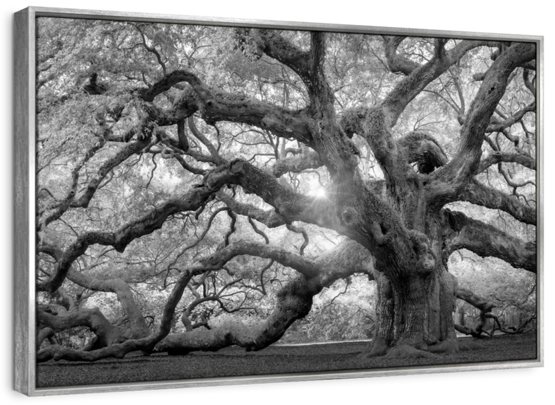 Monochrome Angel Oak Tree Wall Art