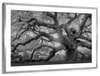 Monochrome Angel Oak Tree Wall Art