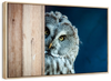 Peeking Owl Wall Art