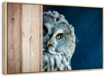 Peeking Owl Wall Art
