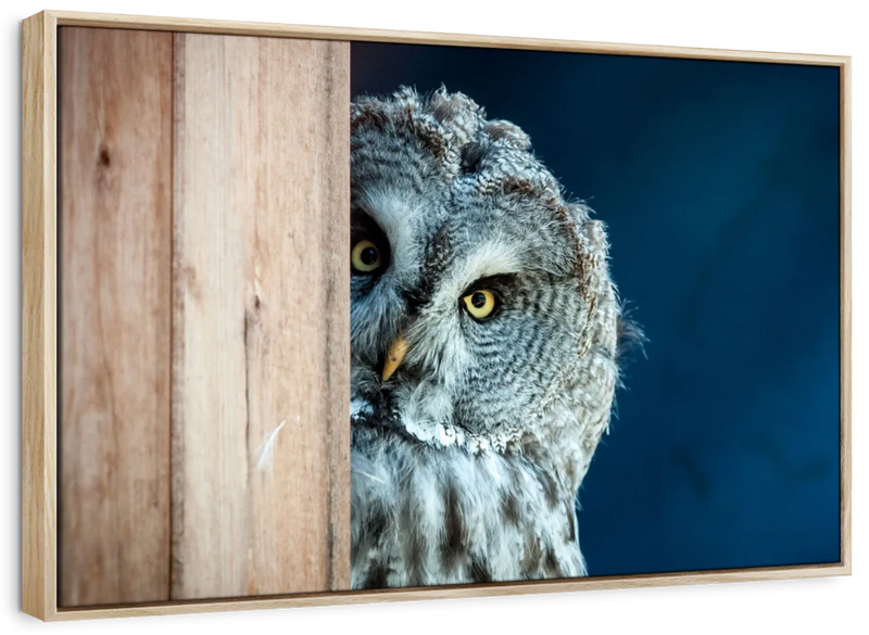 Peeking Owl Wall Art