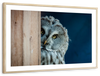 Peeking Owl Wall Art