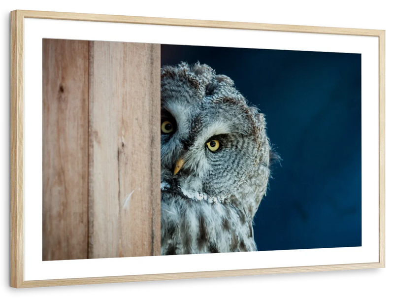 Peeking Owl Wall Art