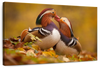 Loving Mandarin Ducks Wall Art