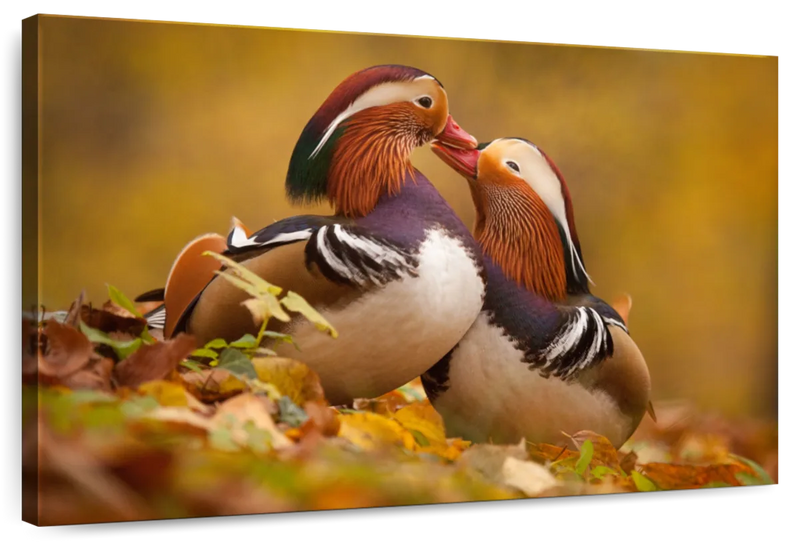 Loving Mandarin Ducks Wall Art