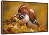 Loving Mandarin Ducks Wall Art