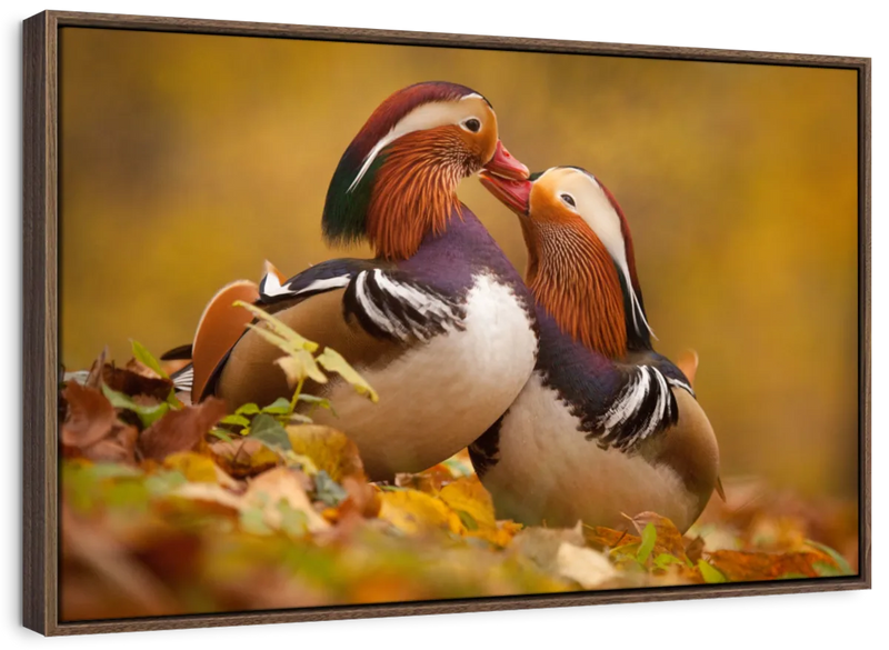 Loving Mandarin Ducks Wall Art