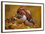 Loving Mandarin Ducks Wall Art