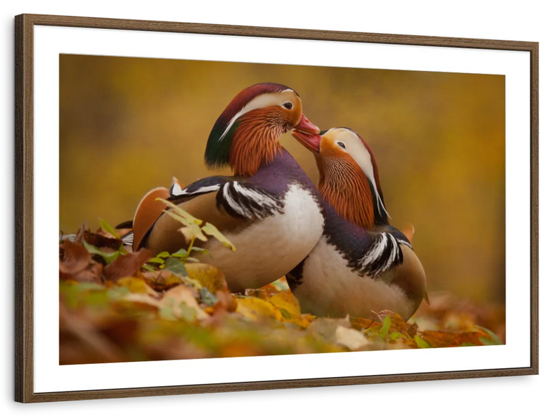 Loving Mandarin Ducks Wall Art