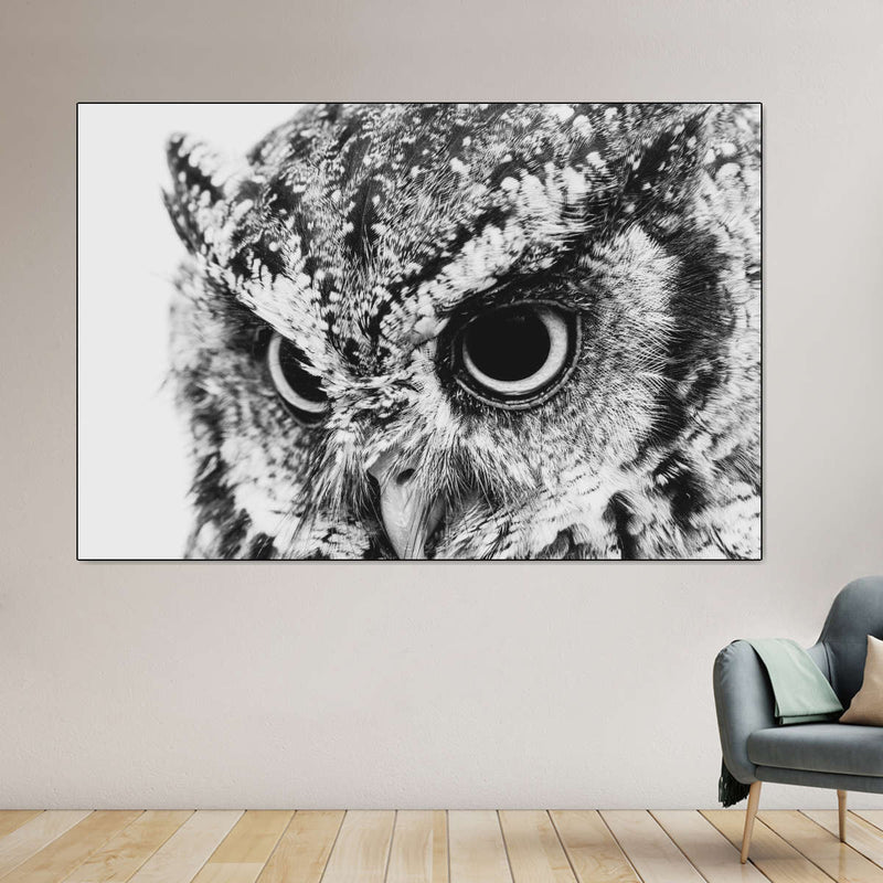 Staring Owl Wall Art