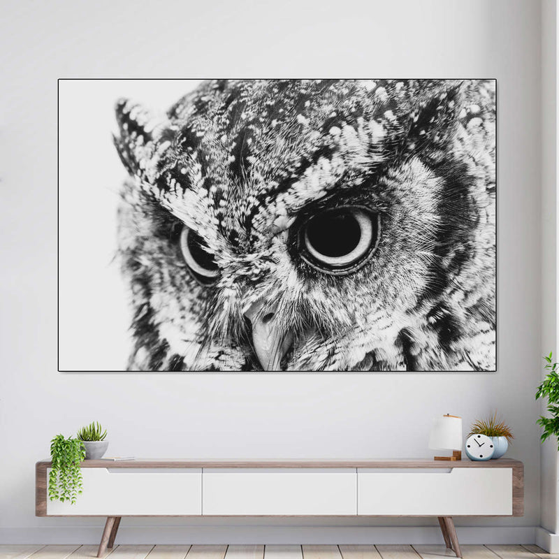 Staring Owl Wall Art