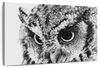 Staring Owl Wall Art