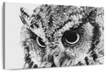 Staring Owl Wall Art